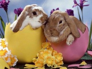 osterhase-loslachen